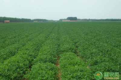 花生价格多少钱一斤