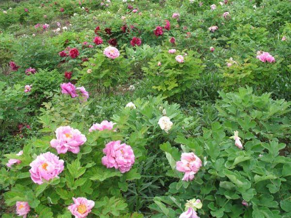 \"花生用什么肥料高产