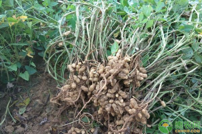 花生种植管理技巧