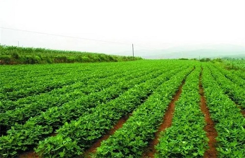 2023花生灌溉技术指导意见